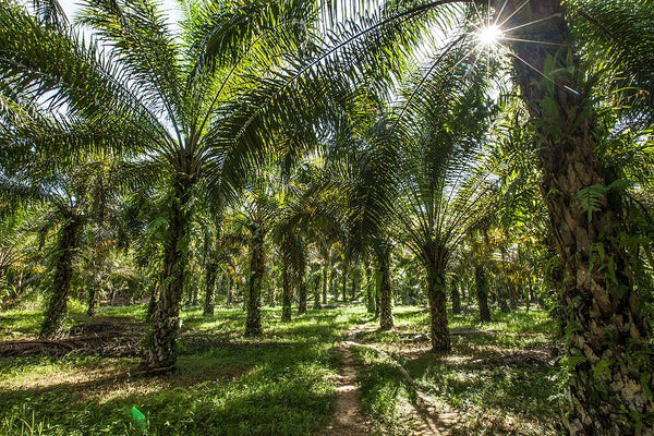 Palm oil and why we don't use it - Greenfrog Botanic 